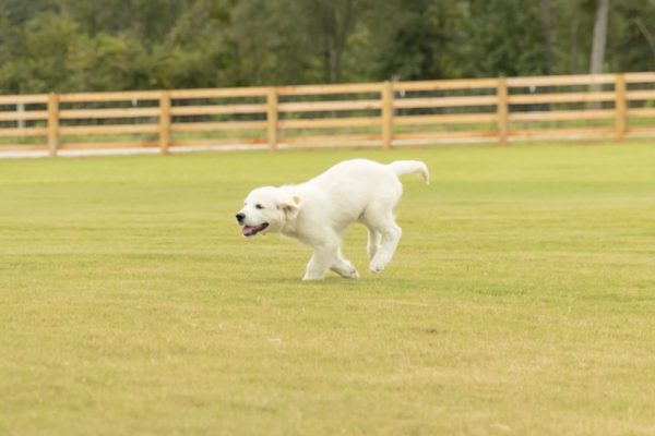 a dog running in a grassy field