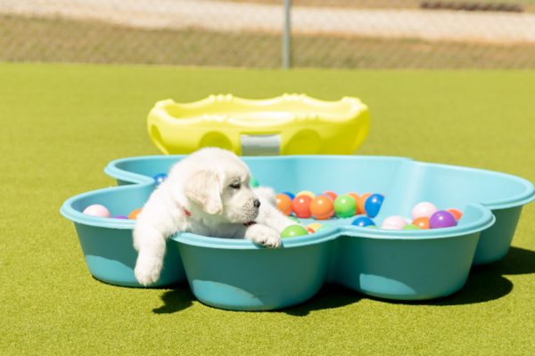 a puppy in a ball pit