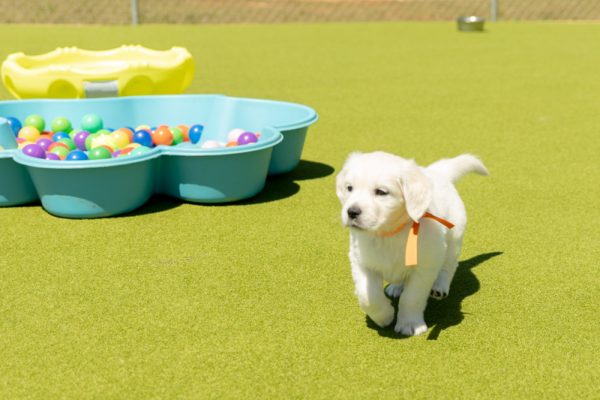 a small dog standing on grass