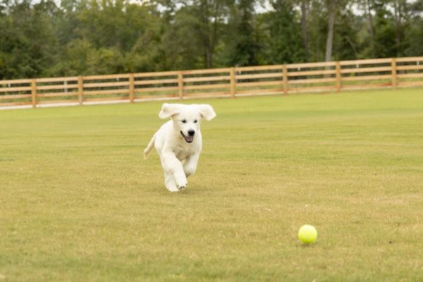 a green ball on a field