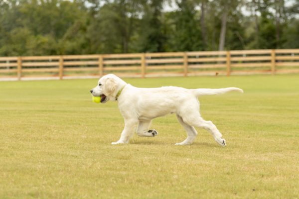 a dog catching a frisbee in its mouth
