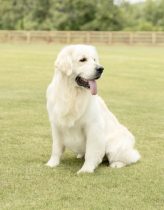 a dog sitting on top of a grass covered field