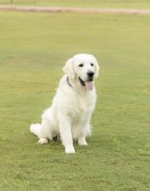 a dog sitting on top of a grass covered field