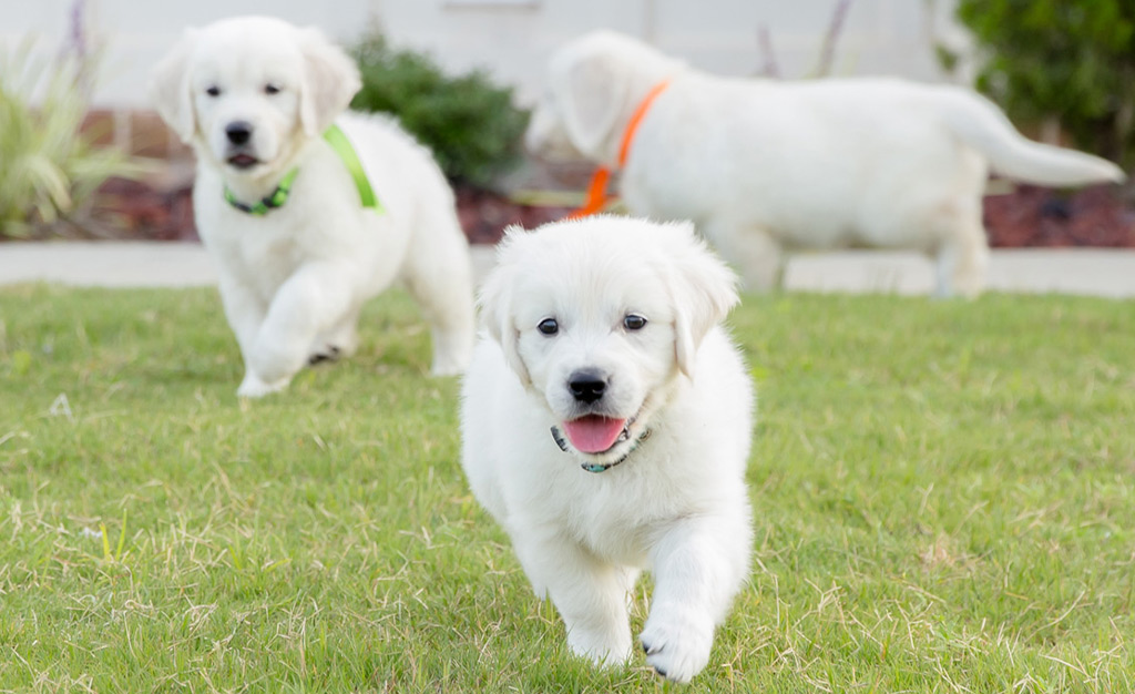 a small dog playing with a frisbee