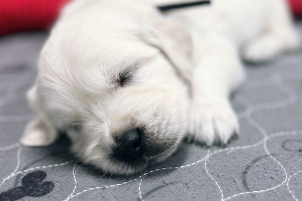 a close up of a dog lying on the ground
